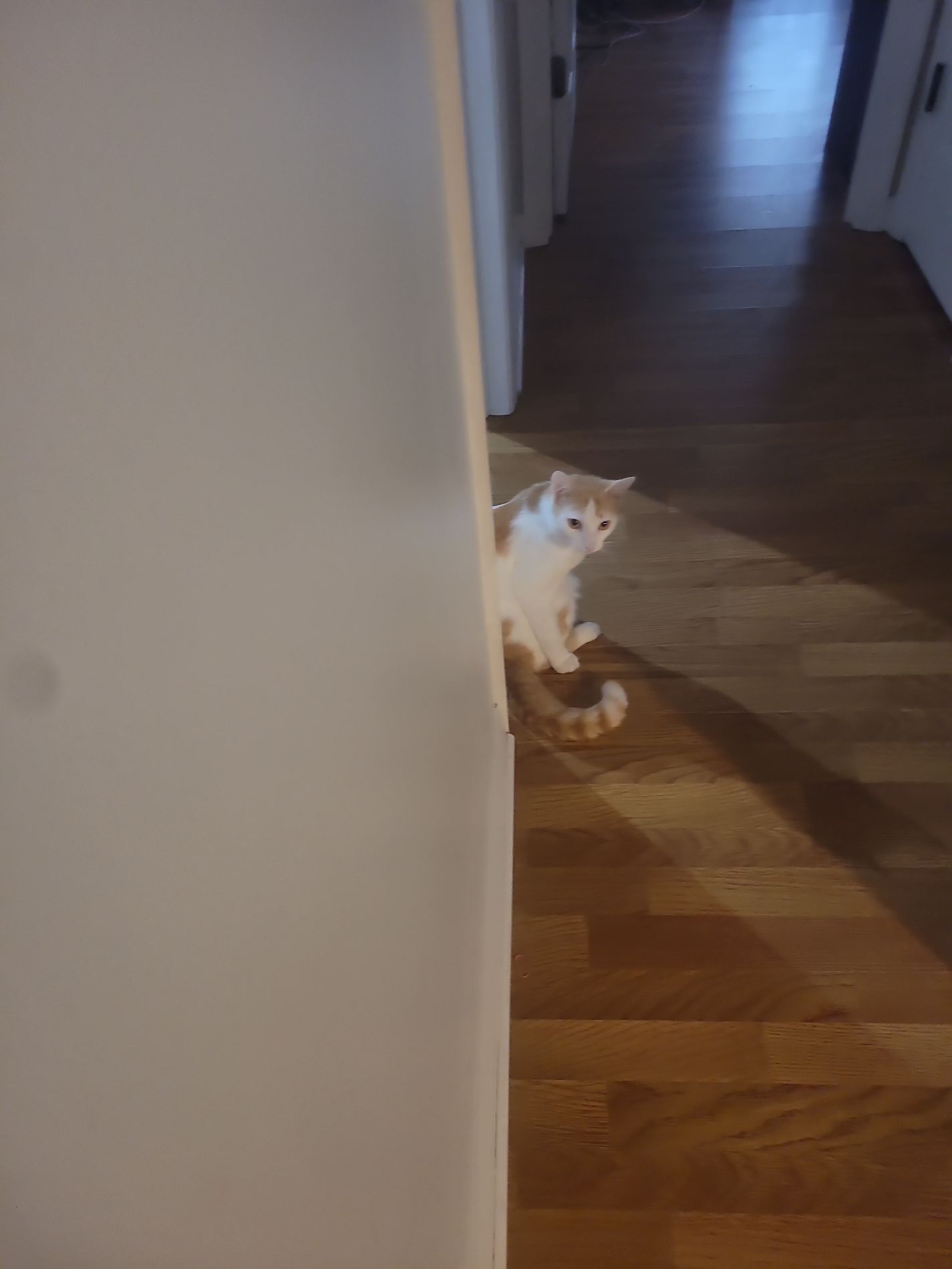 Adorable Cat Companion