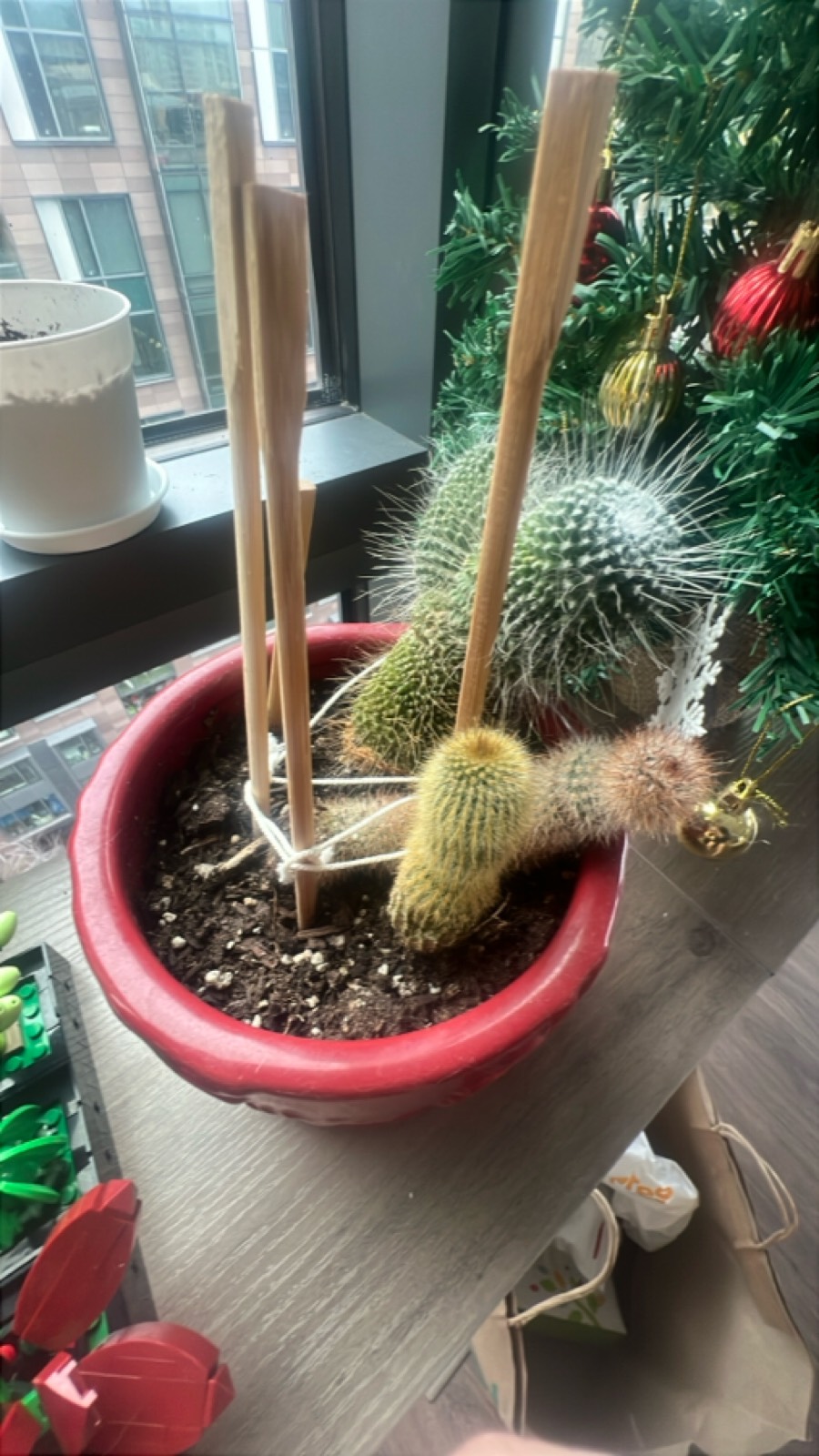 Collection of Potted Cacti