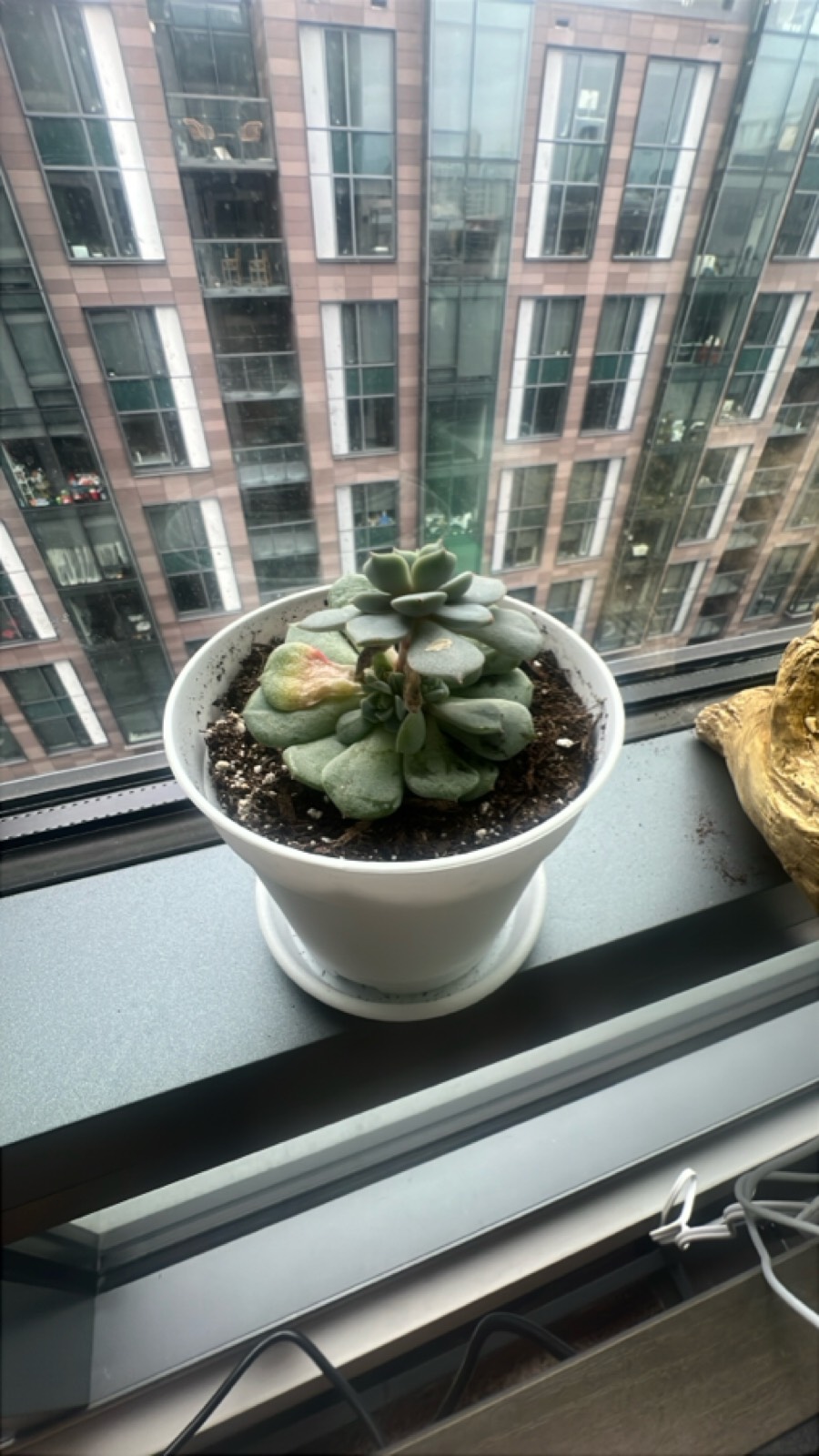 Succulent in White Ceramic Pot