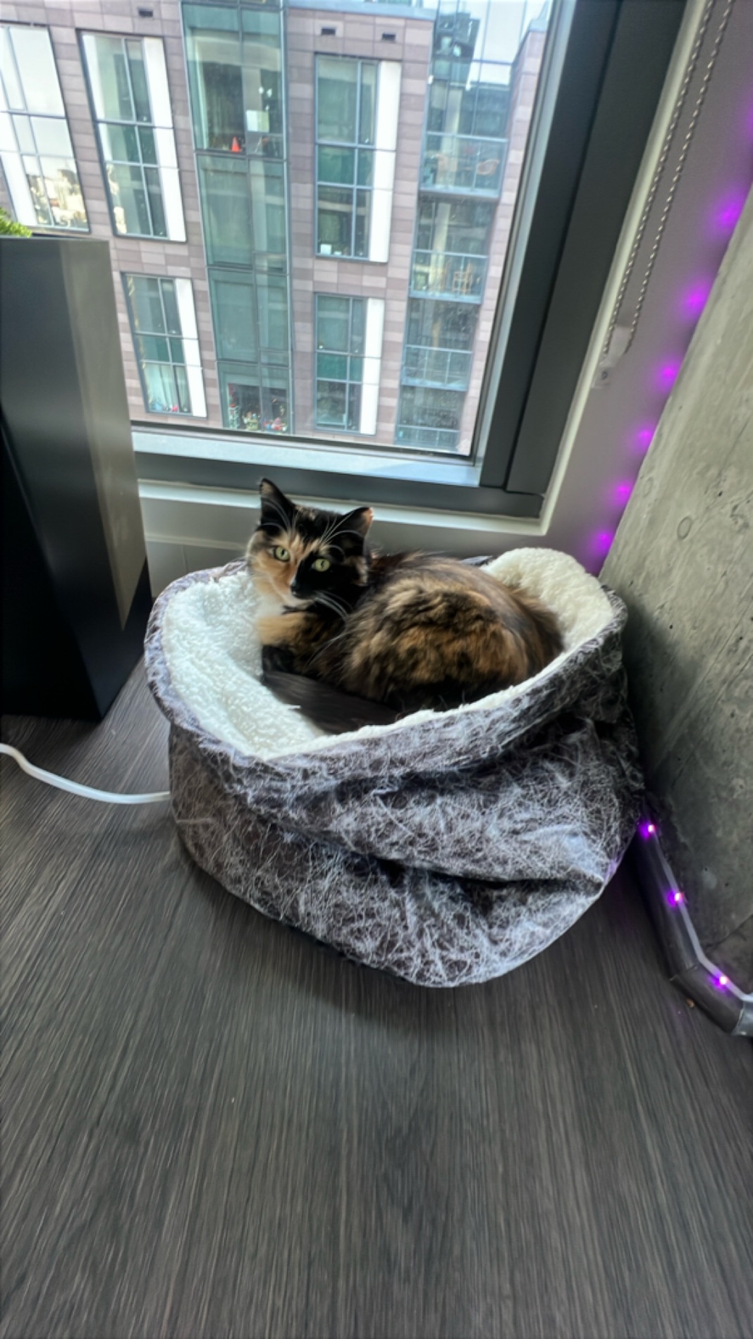 Cozy Heated Cat Bed